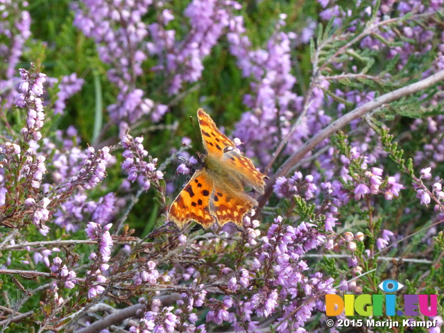 FZ020382 Comma (Polygonia c-album) butterfly on heather